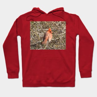 Northern Cardinal, wild birds, wildlife gifts Hoodie